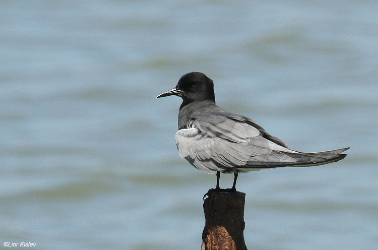 Black Tern Chlidonias niger. Maagan Michael,Carmel coast.11-05-11 Lior Kislev